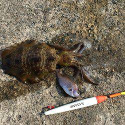 久々のアオリキャッチと痛恨のミス！